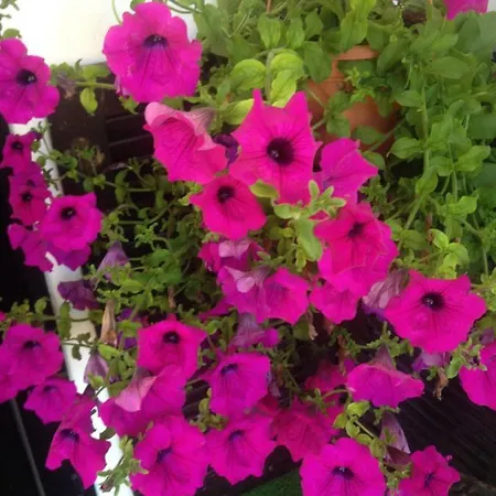 Melani And David * Umag